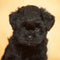 Affenpinscher