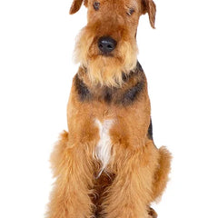 Collection image for: Airedaleterrier