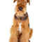 Airedaleterrier