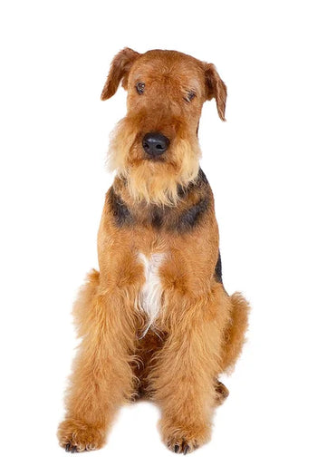 Airedaleterrier