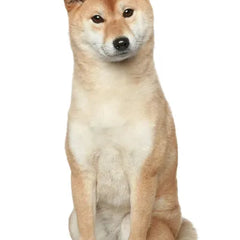 Collection image for: Akita