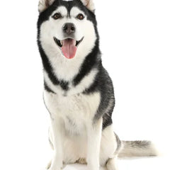 Collection image for: Alaskan Malamute