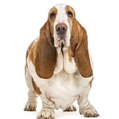 Collection image for: Basset Hund