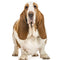 Basset Hund