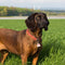 Bayersk Bergshund