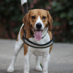 Collection image for: Beagle