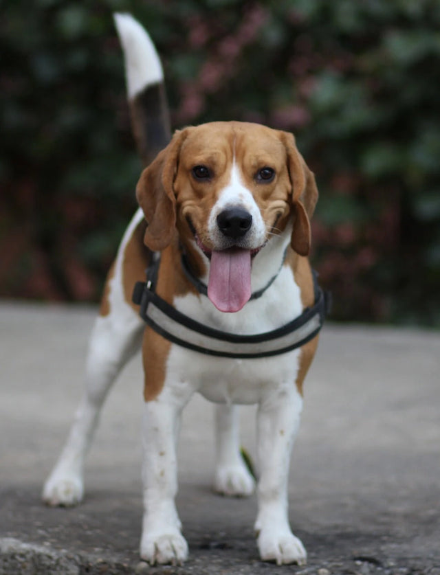 Beagle