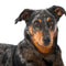 Beauceron