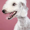 Bedlington Terrier