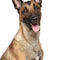 Belgisk Vallhund Malinois