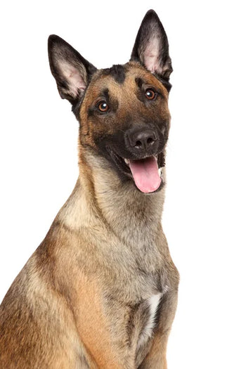 Belgisk Vallhund Malinois