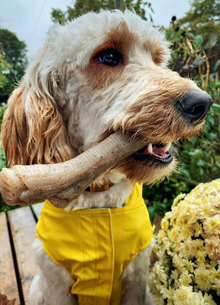 Nylabone Tuggleksak För Hundar Nylabone Brun Jordnötssmör M