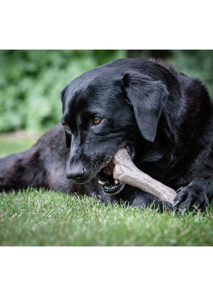 Nylabone Tuggleksak För Hundar Nylabone Brun Jordnötssmör Xl