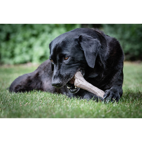 Nylabone Tuggleksak För Hundar Nylabone Brun Jordnötssmör Xl