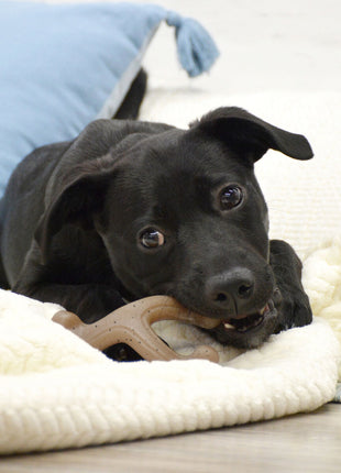 Nylabone Tuggleksak För Hundar Nylabone Brun Jordnötssmör S