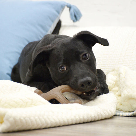 Nylabone Tuggleksak För Hundar Nylabone Brun Jordnötssmör S