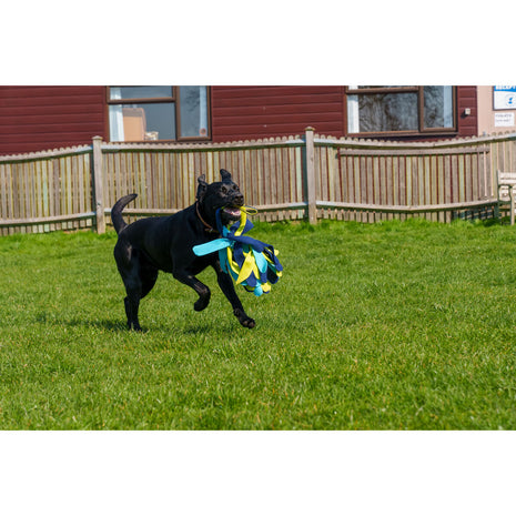 Coachi Training Toy Coachi Tuggi Spider Blå