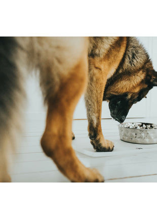 Hunter Hundmatare Hunter Silikon Rostfritt Stål 4,1 L