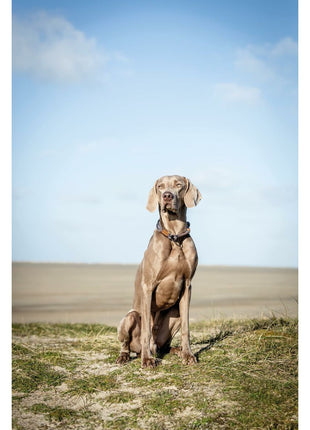 Trixie Hund Utbildning Kragar Trixie Be Nordic Brun Mörkgrå 50 Cm